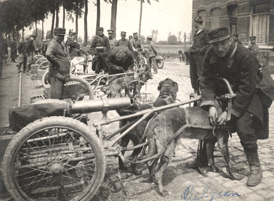 Black and white photograph of a row of machine gun carts pulled by two dogs each, along with their handlers in military combat uniform.