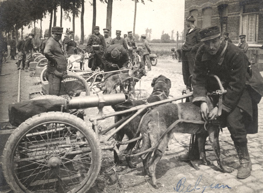 Photographie en noir et blanc d'une rangée de chariots de mitrailleuses tirés par deux chiens chacun, accompagnés de leurs maîtres en uniforme de combat militaire.