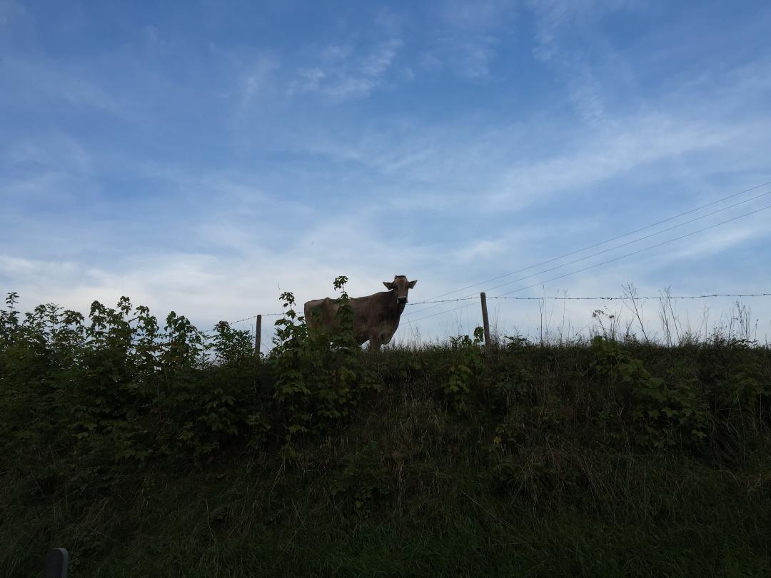 Cow grazing in a field