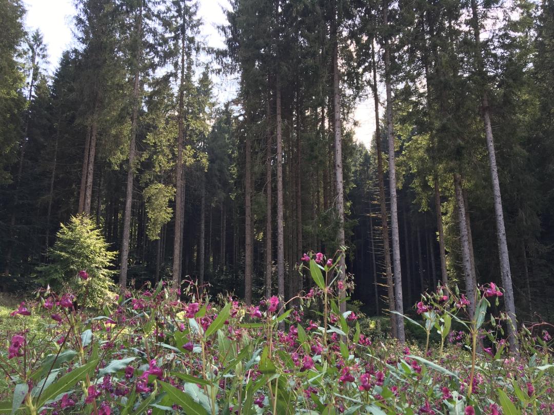 Purple flowers with forest of tall pines in the background