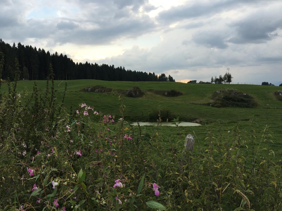 View of a grassy meadow area with a pond in the middle and dark green trees stretching away in the distance.