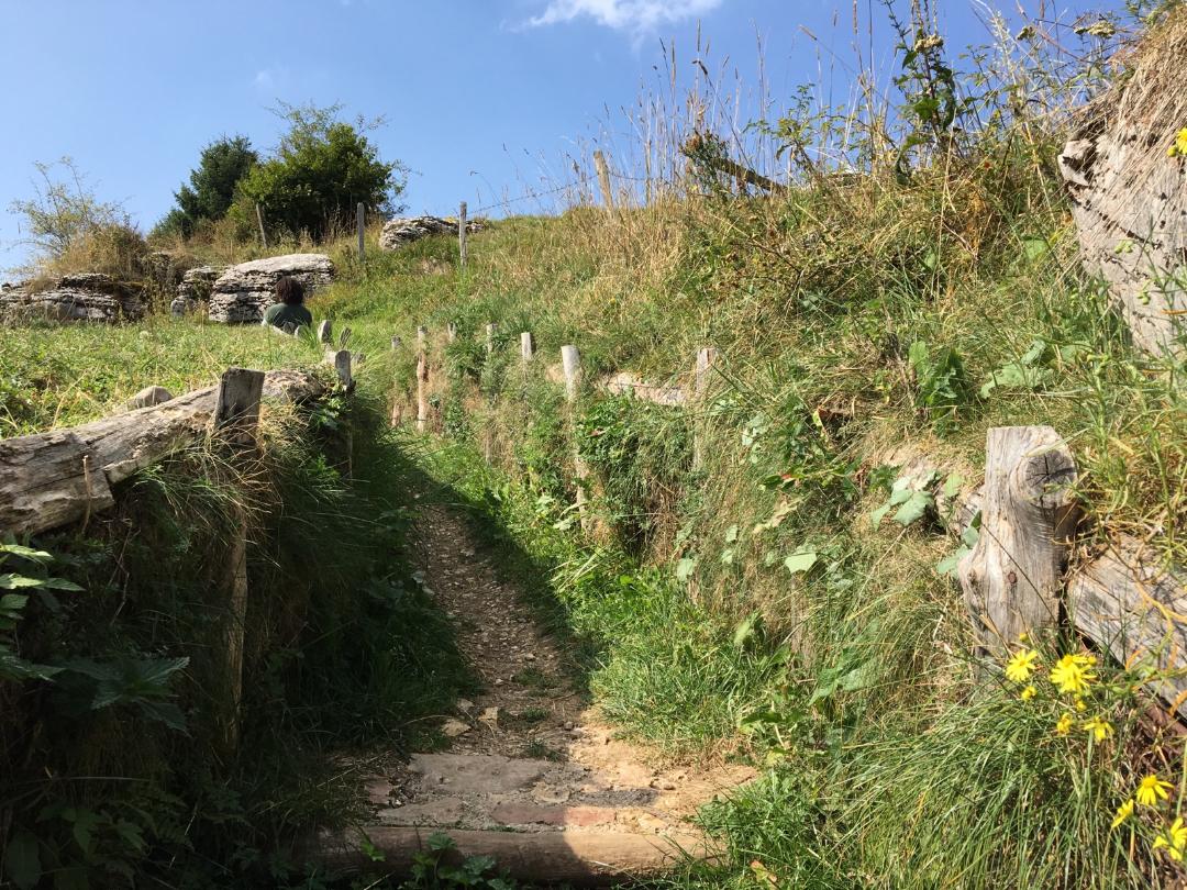 A trench cutting through an overgrown grassy area.