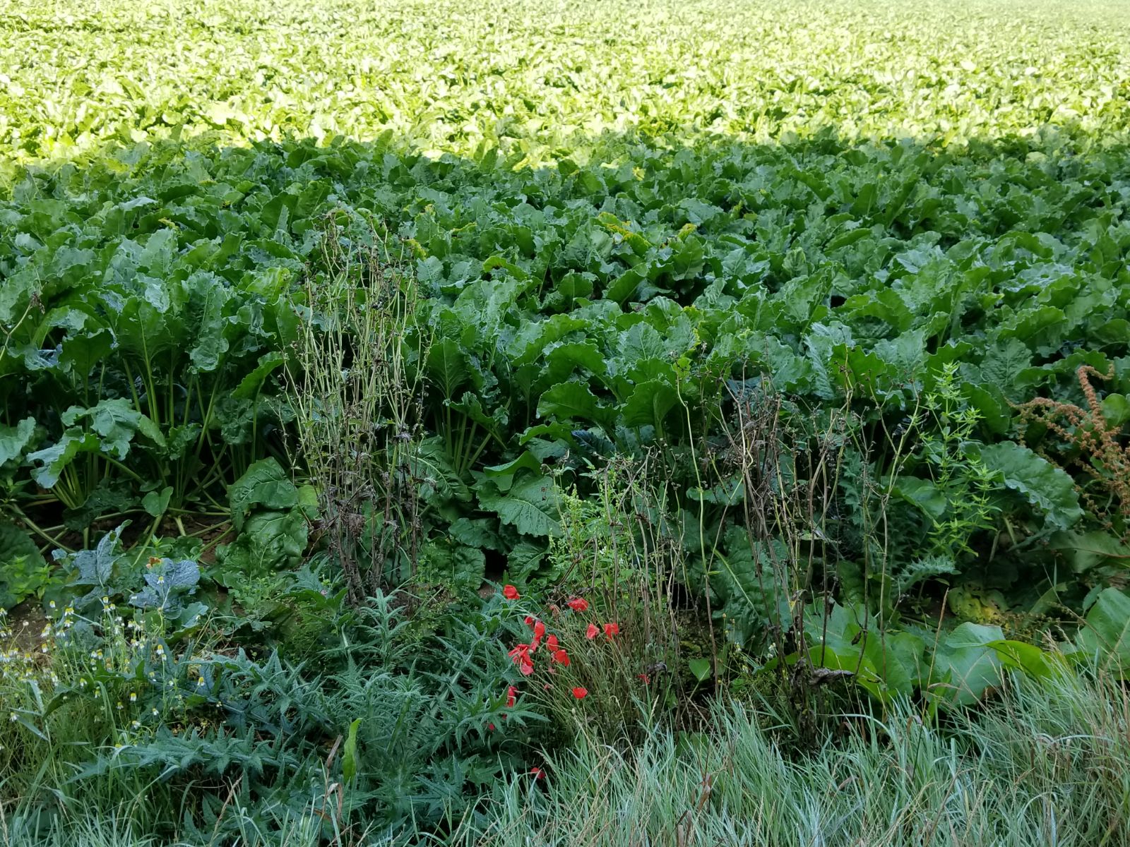 Photo of a field covered in rows of green plants interspersed with flowers.