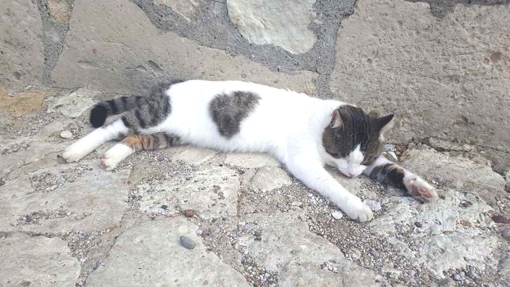 A white cat with grey patches lying on a stone pathway.