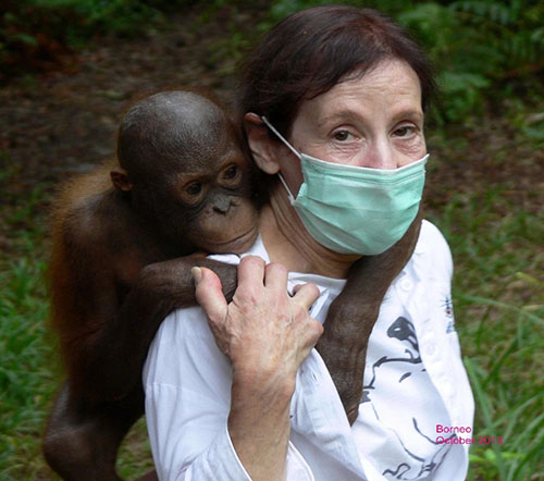 A white woman wearing a medical mask with a baby orangutan clinging to her back