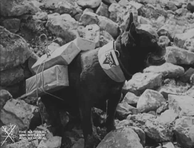 Black and white animated GIF of a short film clip showing a medium dark colored bulldog mix carrying cartons strapped to its back.