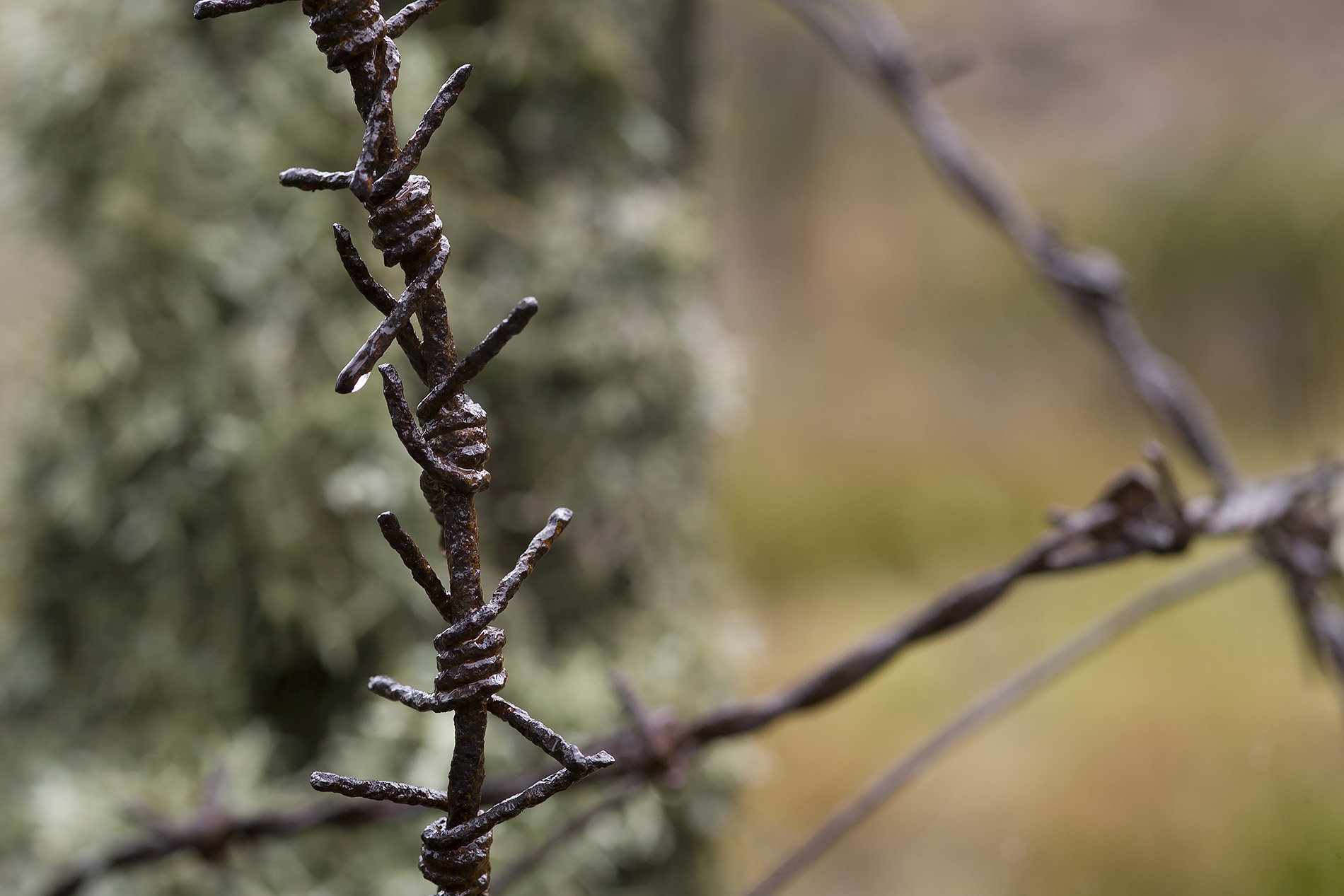 Modern close-up of WWI-era barbed-wire