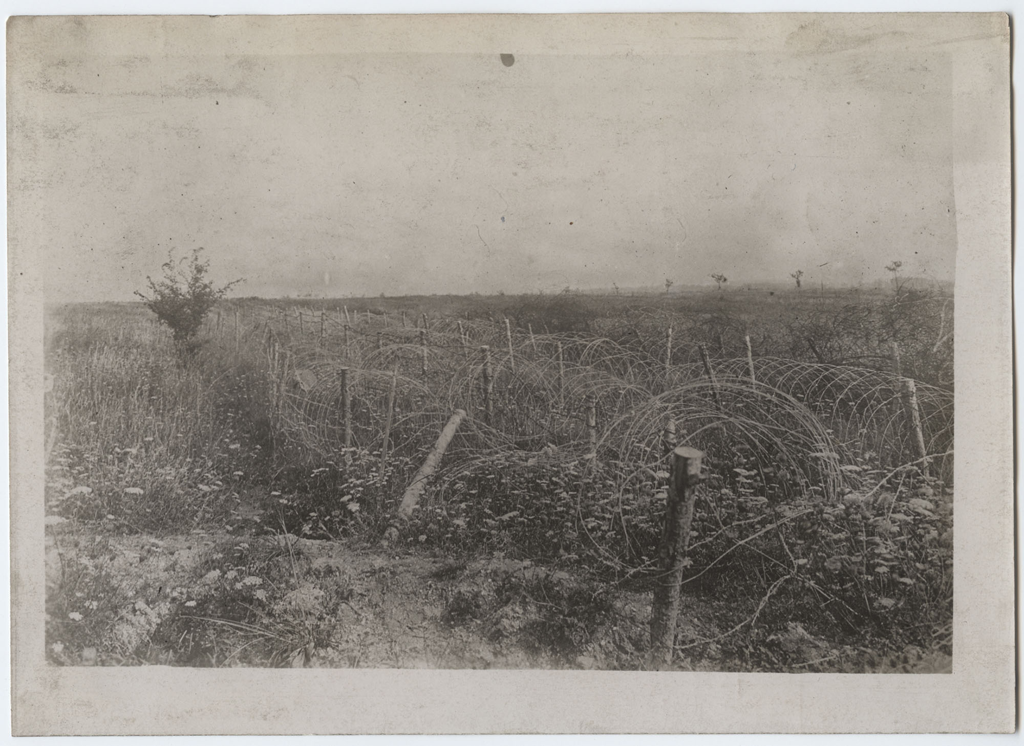 Black and white photograph of a field covered in arcs and spirals of barbed wire