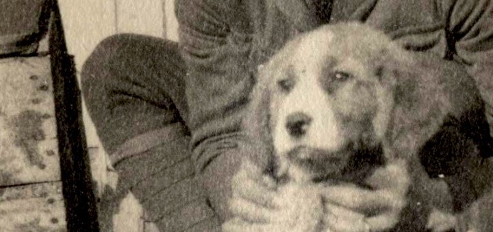 The Impact of Animals During WWI | National WWI Museum and Memorial The Impact of Animals During WWI | National WWI Museum and Memorial