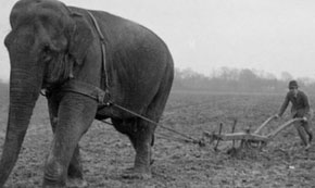World War One: The Circus Animals That Helped Britain