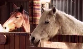 WW1 Uncut: Weird and Wonderful Creatures WW1 Uncut: Weird and Wonderful Creatures