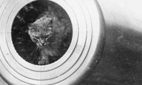 15 Animals That Went to War 15 Animals That Went to War