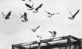 Top Tips For Managing Your Carrier Pigeons