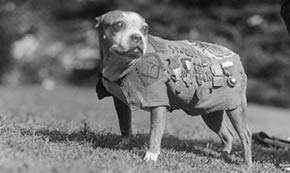 WWI Podcast Series: Animals in World War I