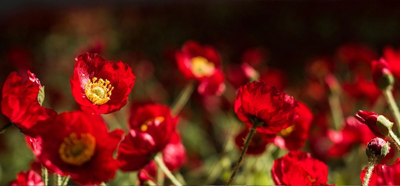 Close up of red poppies