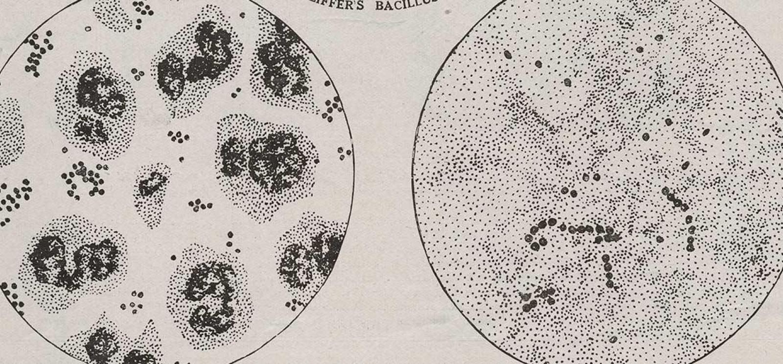 Scan of a page with printed diagrams of microbe cultures under a microscope.