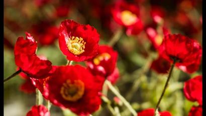 Modern photograph of vibrant poppy blooms close up.